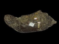 藏品(古菱齒象臼齒化石)的圖片